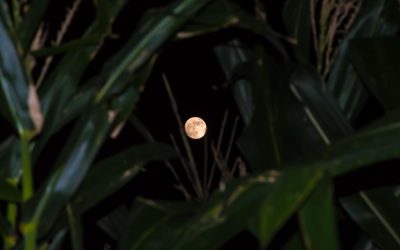 La luna y su influencia en las plantas